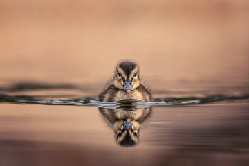 Obraz premium Cute young duckling, only few days old, floating on a lake straight on. Amazing, funny, lovable, lovely, clumsy. Pure natural joy, wildlife, gorgeous. Common bird, duck, at a lake.