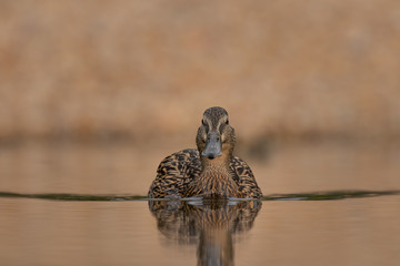 Duck mother, floating on a lake straight on. Amazing, funny, lovable, lovely. Pure natural joy, wildlife, gorgeous. Common bird, duck, at a lake.