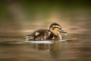 Cute young duckling, only few days old, floating on a lake. Amazing, funny, lovable, lovely, clumsy. Pure natural joy, wildlife, gorgeous. Common bird, duck, at a lake.