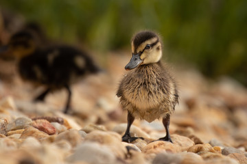 Cute young duckling, only few days old, walking on stony shore of a lake. Amazing, funny, lovable, lovely, clumsy. Pure natural joy, wildlife, gorgeous. Common bird, duck, at a lake.
