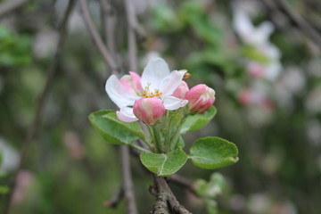 Delicate pink flowers bloomed on an apple tree in spring.