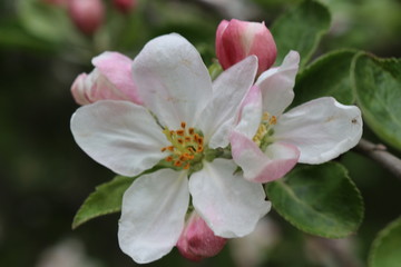 Delicate pink flowers bloomed on an apple tree in spring.