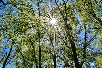 Sonnenstrahlen durch Baumkronen, Buchenwald, frisches Grün, Frühling, Stern, blauer Himmel, schön, Baumwipfel