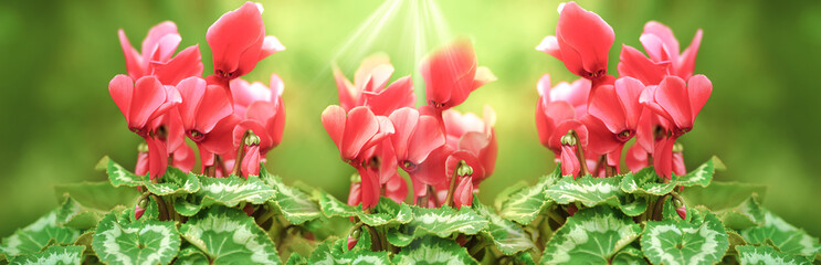 Spring gardening - sunny cyclamens panoramic banner. The photo made in Nerja, Spain