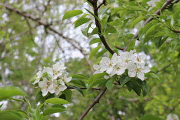 Delicate white flowers bloomed on a pear tree  in spring.