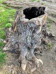 Old rotten stump stand alone by the road