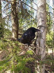 Young raven
