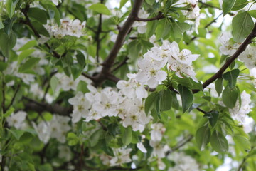 Delicate white flowers bloomed on a pear tree  in spring.