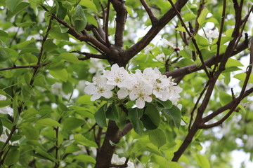 Delicate white flowers bloomed on a pear tree  in spring.
