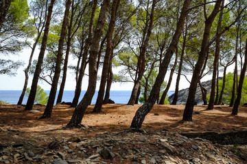 Tipica pineta nell'area mediterranea
