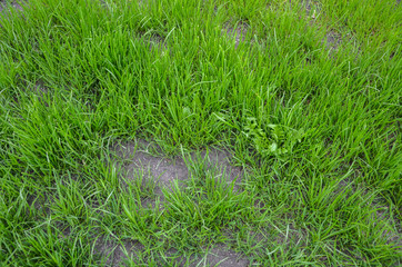 Spring and summer texture background of fresh natural green grass on the field 