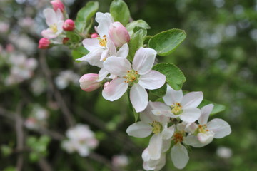 Delicate pink flowers bloomed on an apple tree in spring.
