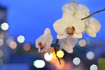 Twilight. A branch of a white Orchid against a bright blue sky. The bokeh in the background. Polyhedrons.