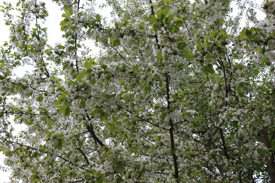 Delicate white flowers blooming on a cherry tree in spring.