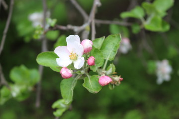 Delicate pink flowers bloomed on an apple tree in spring.