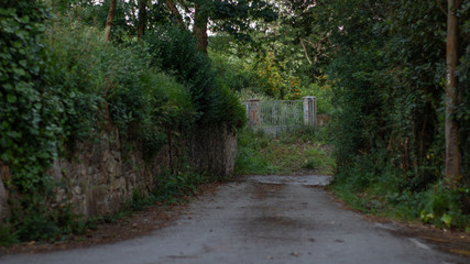 Camino en el bosque, hojas y ramas