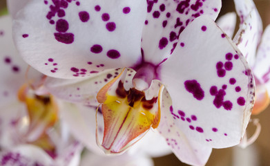 Storczyk, Orchidea 