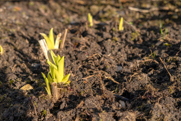 Young shoots (sprouts) of plants in the ploughed land in the spring after the winter