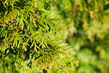 Green cypress pine tree branches close-up. Thuja tree.