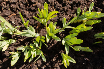 green sprouts of flowers in the ground