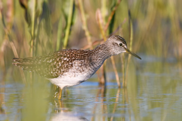 Wood sandpiper (Tringa glareola) in shallow water