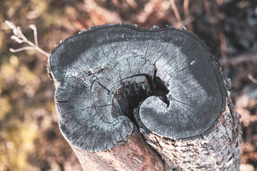Beautiful trunk cut of an old apple tree with cracks and a rough bark 