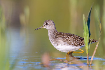 Wood sandpiper (Tringa glareola) in shallow water