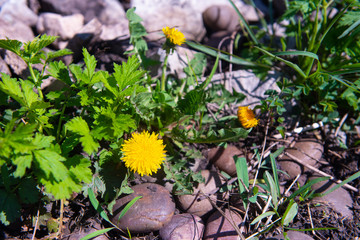 yellow flowers in the garden