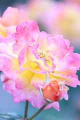 薔薇