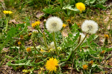 Löwenzahn, Pusteblume, Frühling, gelb, Kaninchenfutter, unkraut, Salat