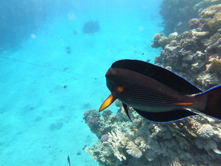 black fish in Egypt Reef © Anna
