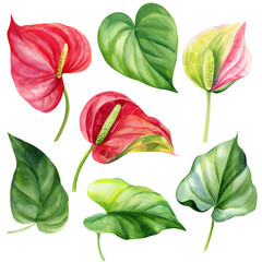 Anthurium on an isolated white background. Set of leaves and flowers. Jungle botanical watercolor illustration, floral elements.