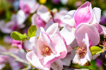 Closeup of delicate and beautiful magnolia flowers with ombre color petals - white and pink. Selective focus.