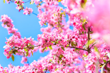 Beautiful bunches of pink flowers of cherry tree in blossom, from low angle view on blue sky background. Colorful nature.