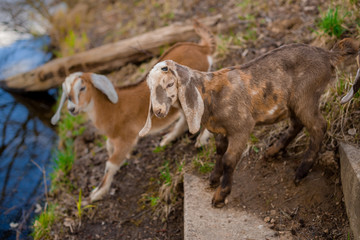 Obraz na płótnie Canvas goats
