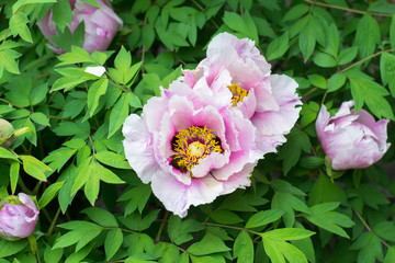 Pink paeonia suffruticosa, the tree peony with green leaves