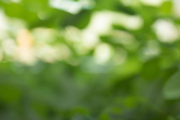 Abstract unfocused blurry background - green foliage and copy space