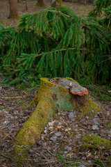 stump
