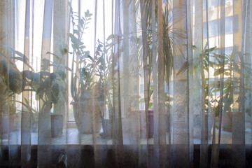 Indoor plants on the windowsill through a translucent curtain. Defocused background and copy space.