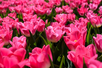 Beautiful vibrant pink tulip flowers with green leaves. Spring time in garden. Color of love.
