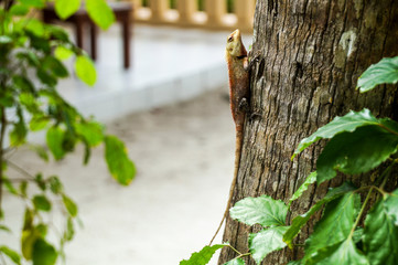 The lizard on the tree, The Maldives, Ari Atoll