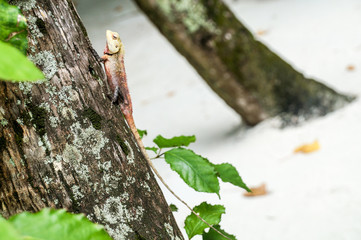 The lizard on the tree, The Maldives, Ari Atoll