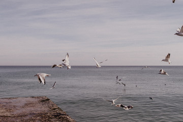 
Seagulls in the sky over the sea