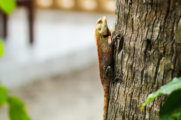 The lizard on the tree, The Maldives, Ari Atoll