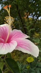 pink flower in the garden