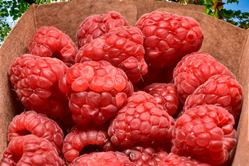 Himbeeren, Pappschale, Bio, gesund, Natur, Obst, süß, lecker, Frucht, rot, eigener Garten,...