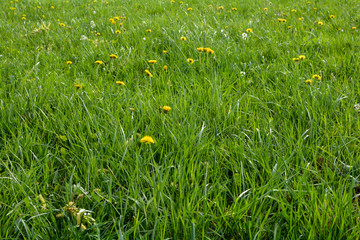 Green meadow with yellow dandelion flowers