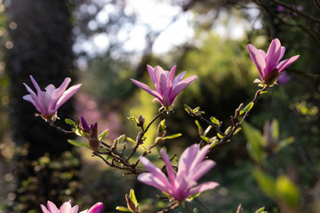 magnolia flowers close up macro