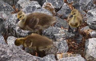 Fototapeta premium Goslings Explore Their Environment
