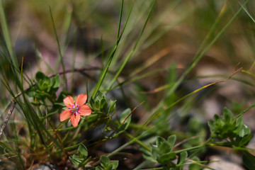 Delicate pink flowers. limestone quarry, in the family Gentianaceae. Healing pink Common Centaury flower.